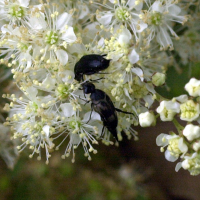 Variimorda villosa (Mordelle veloutée, Mordelle veloutée à pointe)