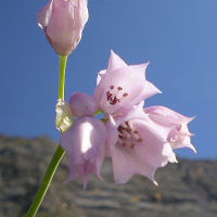 allium_narcissiflorum2gv (Allium narcissiflorum)