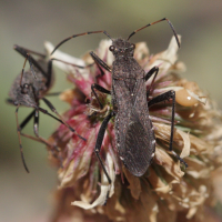 alydus_calcaratus2bd (Alydus calcaratus)