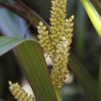 astelia_hemichrysa3md (Astelia hemichrysa)