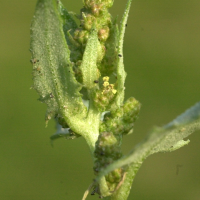 atriplex_laciniata3amd (Atriplex laciniata)