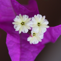 bougainvillea_glabra6md (Bougainvillea glabra)