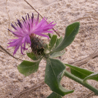 centaurea_sphaerocephala4bd (Centaurea sphaerocephala)