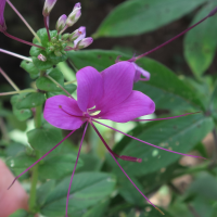cleome_parviflora2md