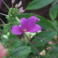 cleome_parviflora2md (Cleome parviflora)