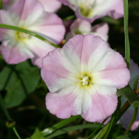 convolvulus_arvensis4bd (Convolvulus arvensis)