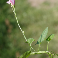 convolvulus_arvensis6md (Convolvulus arvensis)