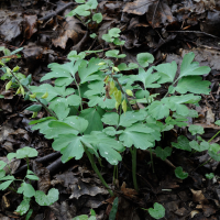 corydalis_solida4md (Corydalis solida)