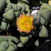 delosperma_lehmannii2md (Delosperma lehmannii)