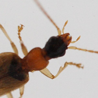 demetrias_atricapillus2md (Demetrias atricapillus)