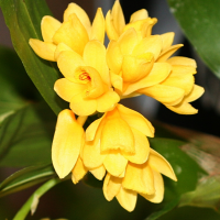 dendrobium_sulcatum2md