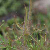 drosera_binata6bd