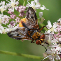 Ectophasia crassipennis (Mouche tachinaire, Tachinaire)