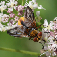 ectophasia_crassipennis1bd (Ectophasia crassipennis)