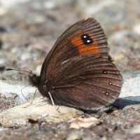 erebia_lefebvrei2bd (Erebia lefebvrei)