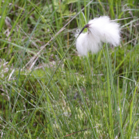 eriophorum_vaginatum2md (Eriophorum vaginatum)