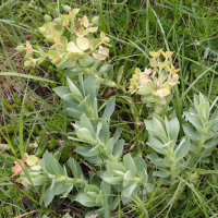 Euphorbia myrsinites (Euphorbe à feuilles de myrte, Euphorbe faux-myrte, Euphorbe de Corse)