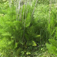 Foeniculum vulgare (Fenouil)