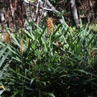 hedychium_coccineum3md