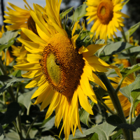 helianthus_annuus2md