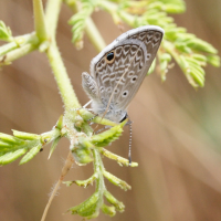 hemiargus_hanno_watsoni2md