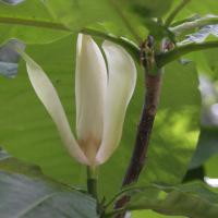 magnolia_tripetala4md