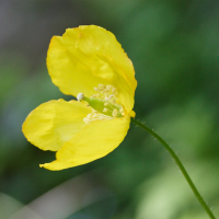 meconopsis_cambrica3md
