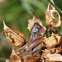 Metrioptera saussuriana (Decticelle des alpages)