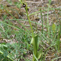 Ophrys insectifera (Ophrys mouche)