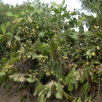 Opuntia monacantha (Raquette à aiguillons solitaires)