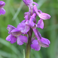 orchis_morio_morio2md (Anacamptis morio)