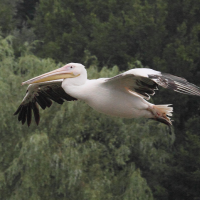 pelican_blanc_-_pelecanus_onocrotalus8bd
