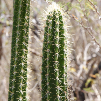 pilosocereus_royeni2md