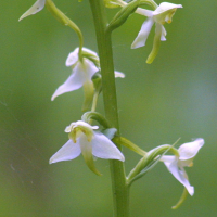 platanthera_chlorantha3md