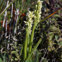 Platanthera hyperborea (Orchidée verte du Nord)