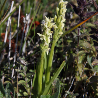 Platanthera_hyperborea