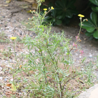 Sonchus tenerrimus (Laiteron grêle)