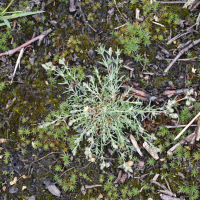 Spergula rubra (Spergulaire rouge)