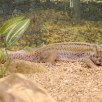 Teratoscincus scincus (Gecko aux yeux de grenouille)