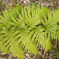 Woodwardia radicans (Woodwardia)