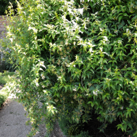 Abelia triflora (Abélie de l'Himalaya, Abélia)