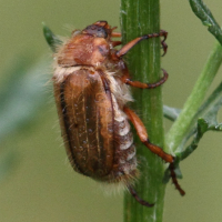 Amphimallon_solstitiale (Amphimallon solstitiale)