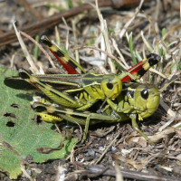 arcyptera_fusca3bd (Arcyptera fusca)