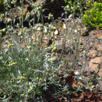 artemisia_umbelliformis2md (Artemisia umbelliformis)