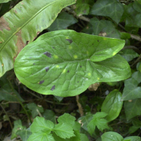 arum_maculatum2md (Arum maculatum)