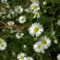 aster_lanceolatus2md (Aster lanceolatus)