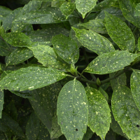 aucuba_japonica2md (Aucuba japonica)