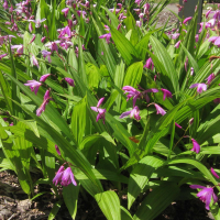 bletilla_striata3bd (Bletilla striata)