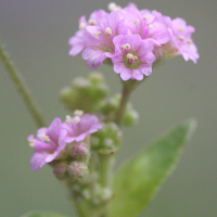 boerhavia_coccinea8md (Boerhavia coccinea)