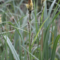 carex_acuta2md (Carex acuta)